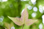无限火力出装攻略（装备选择、加点技巧、神器搭配，助你成为火力无敌的战斗机器）